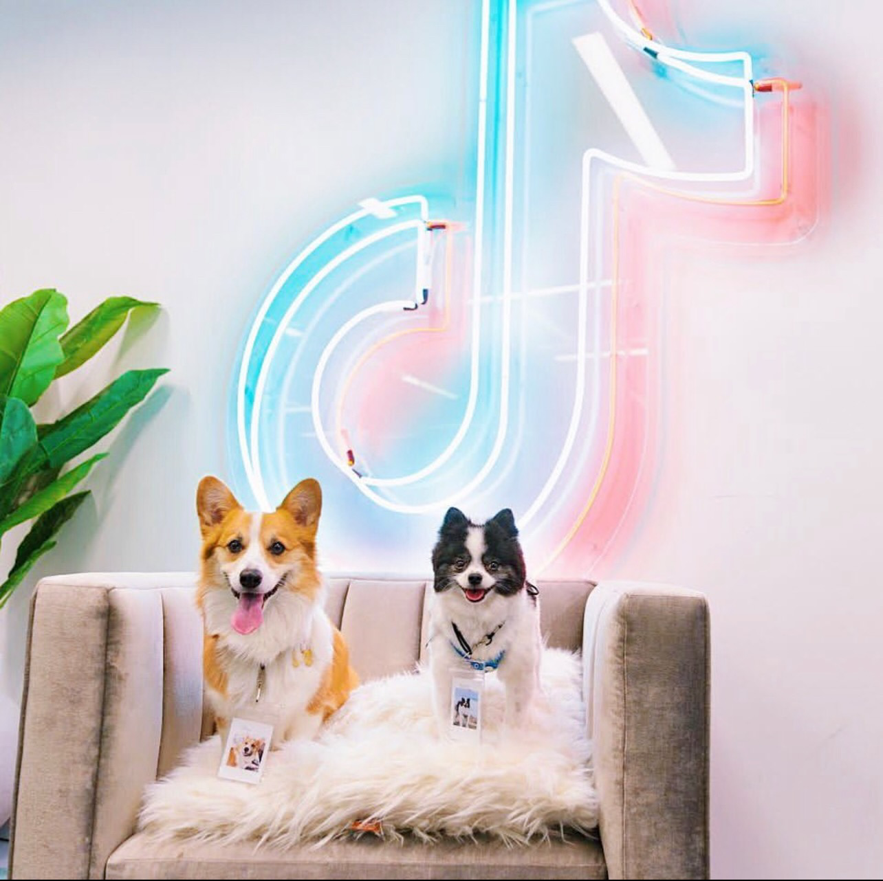 finsbury media at tik tok head office